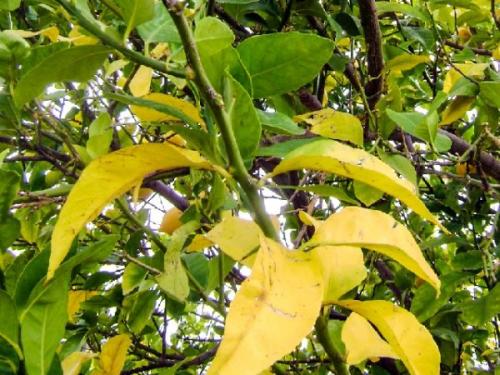 Листья на груше желтеют. Почему желтеют листья у груши
