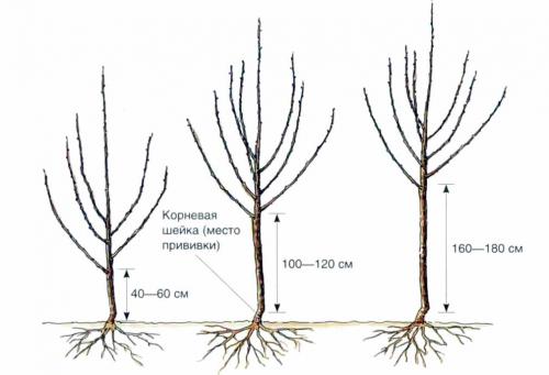 Чем отличается обрезка груши от яблони. Послепосадочная обрезка