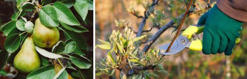 Когда сажать грушу весной. ПОСАДКА ГРУШИ ВЕСНОЙ