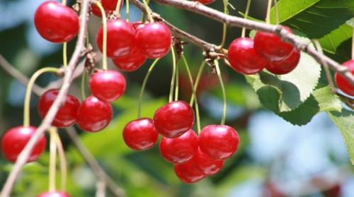 Вишня посадка и уход. Выращивание вишни в саду