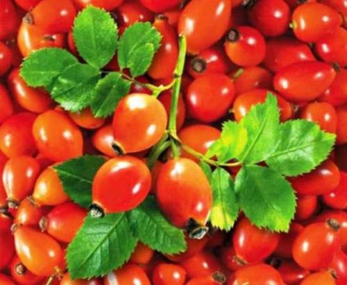 Когда собирать шиповник на камчатке. Когда начинать собирать шиповник