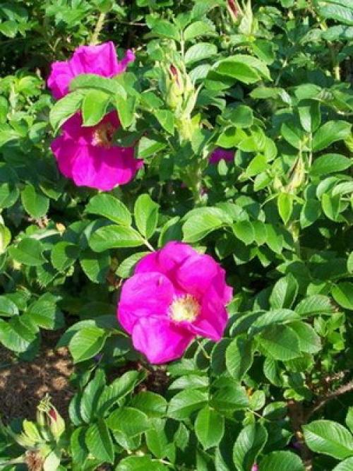 Шиповник когда обрывать. Сроки сбора плодов шиповника 03