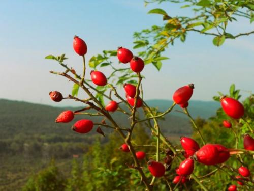 Можно ли собирать шиповник после заморозков. Сроки сбора шиповника по регионам на сушку
