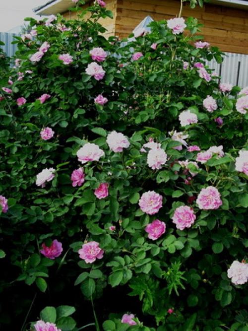 Шиповник когда обрывать. Сроки сбора плодов шиповника 02