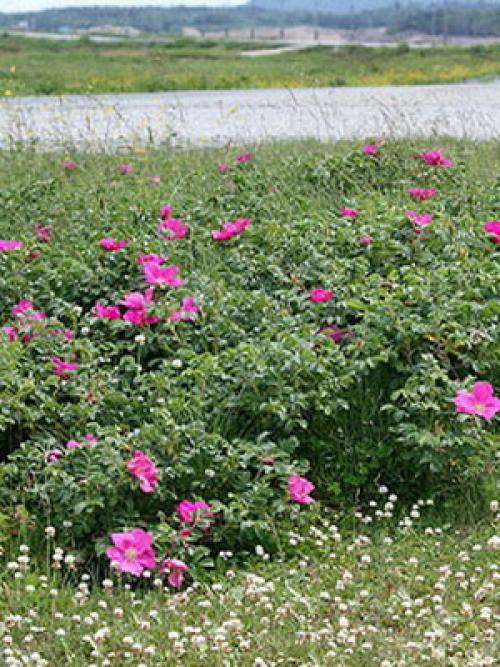 Шиповник когда обрывать. Сроки сбора плодов шиповника 01