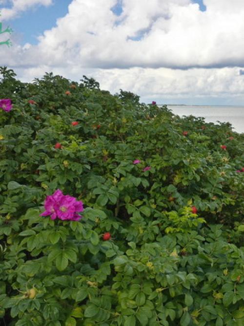 Шиповник когда обрывать. Сроки сбора плодов шиповника 04