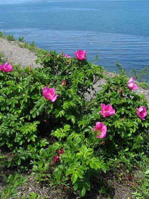 Шиповник когда обрывать. Сроки сбора плодов шиповника 05