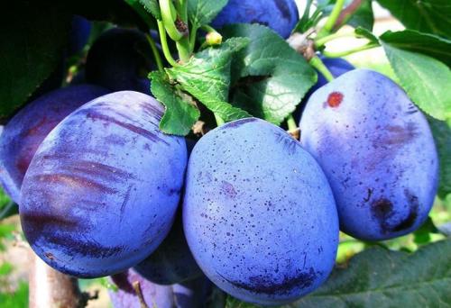 Самые крупные сорта сливы в украине. Описание сортов с крупными плодами
