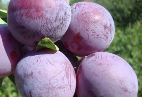 Самые крупные сорта сливы в украине. Описание сортов с крупными плодами