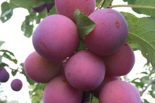 Ранние сорта сливы. ТОП-12 популярных сортов слив для Подмосковья