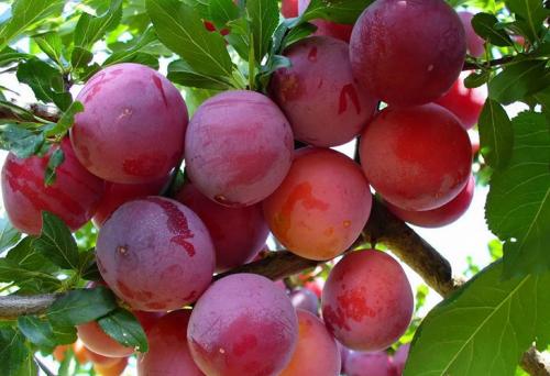 Самые крупные сорта сливы в украине. Описание сортов с крупными плодами