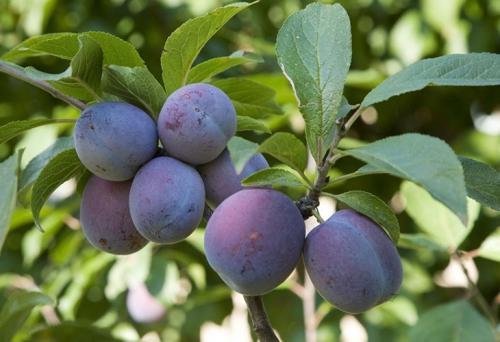 Самые крупные сорта сливы в украине. Описание сортов с крупными плодами