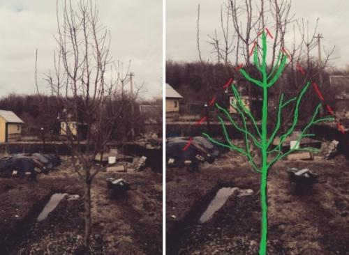 Обрезка груши осенью для хорошего урожая.. Обрезка груши для начинающих 03 Обрезка груши осенью для хорошего урожая.. Обрезка груши для начинающих 03