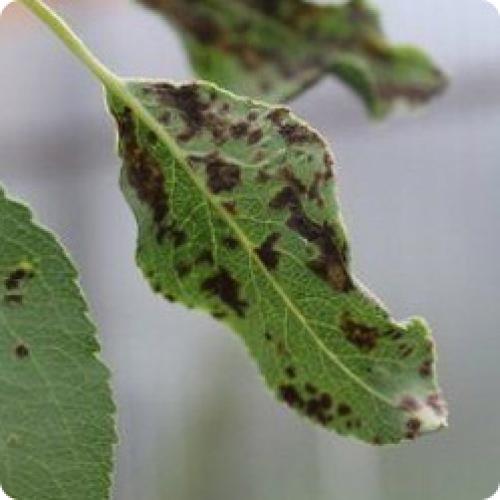 Болезни груши. ОСНОВНЫЕ БОЛЕЗНИ ГРУШИ И СПОСОБЫ ИХ ЛЕЧЕНИЯ