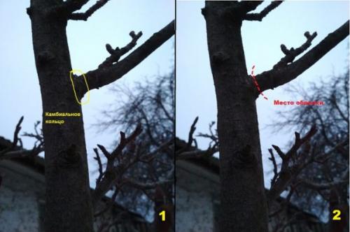 Как обрезать грушу однолетку. Какой бывает обрезка