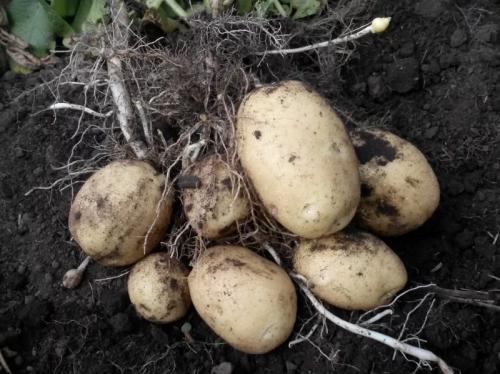 Ультраранние сорта картофеля для Сибири. Лучшие (урожайные) сорта картофеля для Сибири с названием и описанием