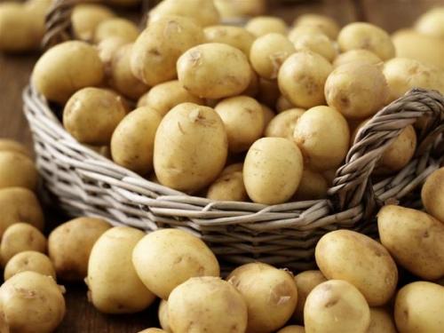 Ультраранние сорта картофеля. Ранние сорта картошки для средней полосы россии описание