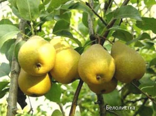 Крупноплодные сорта груш. Сорта груши с фото и описанием: летние, осенние, зимние