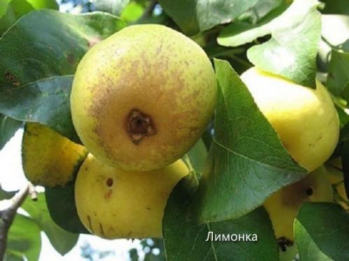 Крупноплодные сорта груш. Сорта груши с фото и описанием: летние, осенние, зимние