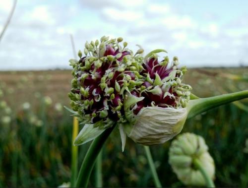 Норма высева воздушки чеснока на 1 га. Выращиваем озимый чеснок из бульбочек: сроки, нормы посева, хитрости
