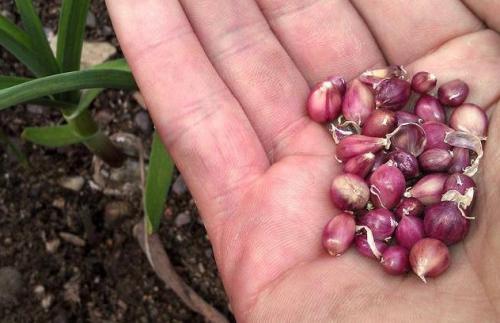 Норма высева воздушки чеснока на 1 га. Выращиваем озимый чеснок из бульбочек: сроки, нормы посева, хитрости