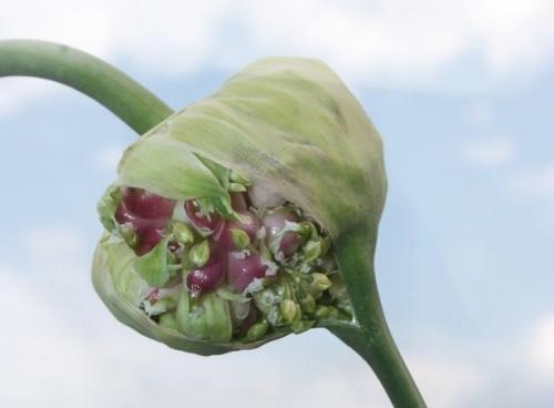 Норма высева воздушки чеснока на 1 га. Выращиваем озимый чеснок из бульбочек: сроки, нормы посева, хитрости