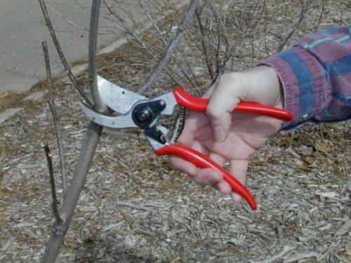 Как правильно укрыть грушу на зиму. Подготовка груши к зиме