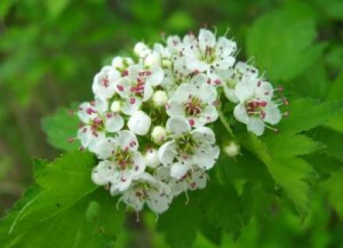 Попробовала заготавливать боярышник тремя способами. Как сушить боярышник 03 Попробовала заготавливать боярышник тремя способами. Как сушить боярышник 03