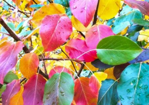 Как правильно укрыть грушу на зиму. Подготовка груши к зиме