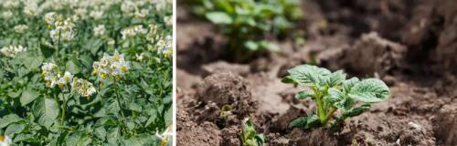 Как подготовить почву для посадки фиолетового картофеля. КАК ПРАВИЛЬНО ПОСАДИТЬ КАРТОФЕЛЬ