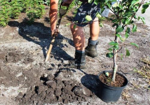 Когда сажать грушу весной. В какой сезон проводить посадку?