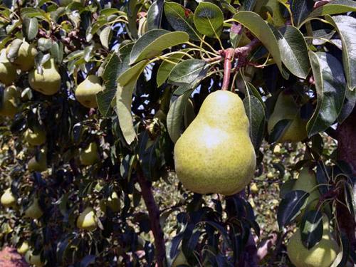 Посадка груши весной. Осенняя посадка