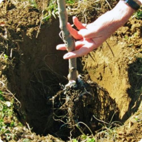 Где посадить грушу на участке. ПОСАДКА ГРУШИ ВЕСНОЙ