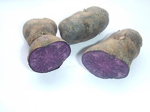 Фиолетовая картошка: вкус и преимущества выращивания 01