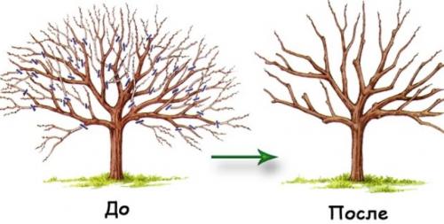 Обрезка груши для начинающих. Обрезка  — весной или осенью?