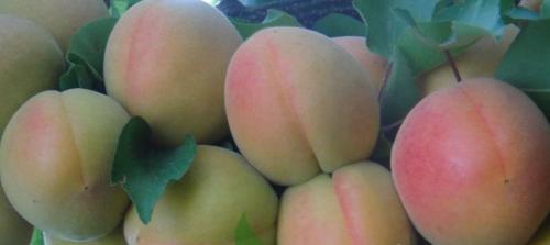 Крупные сорта абрикоса. Топ 50 крупноплодных сортов абрикосов (52 фото): описания самых крупных видов, краткие характеристиками