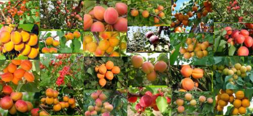 Крупные сорта абрикоса. Топ 50 крупноплодных сортов абрикосов (52 фото): описания самых крупных видов, краткие характеристиками