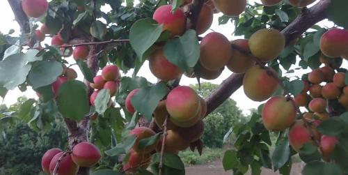 Крупные сорта абрикоса. Топ 50 крупноплодных сортов абрикосов (52 фото): описания самых крупных видов, краткие характеристиками