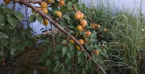 Крупные сорта абрикоса. Топ 50 крупноплодных сортов абрикосов (52 фото): описания самых крупных видов, краткие характеристиками