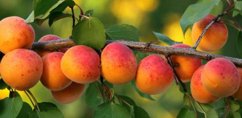 Самый крупный абрикос. Морозостойкие сорта абрикоса (27 видов): 31 фото, самые зимостойкие и морозоустойчивые, лучшие варианты для регионов с холодными зимами
