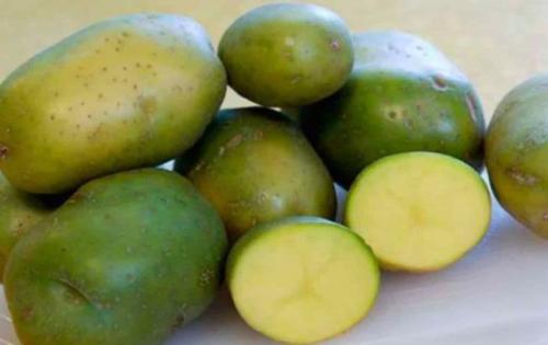 Зеленая картошка можно ли есть. Опасен или нет? Эксперты напомнили, можно ли есть зеленый картофель