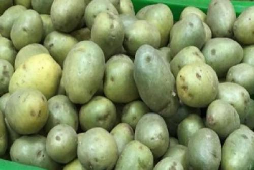 Зеленая картошка форум. Позеленевший картофель: почему это происходит и можно ли отравиться