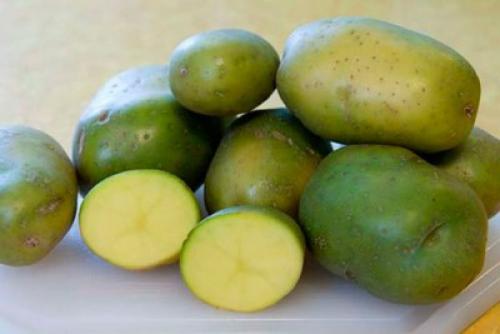 Зеленая картошка форум. Позеленевший картофель: почему это происходит и можно ли отравиться