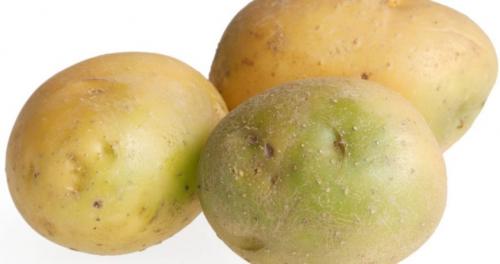 Картошка позеленела, что делать. Зеленая картошка: причина проблемы и что делать