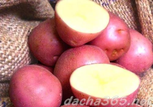 Лучшие сорта картофеля для сибири. Лучшие сорта картофеля для Западной Сибири: топ-10