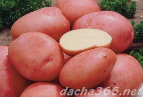 Лучшие сорта картофеля для сибири. Лучшие сорта картофеля для Западной Сибири: топ-10