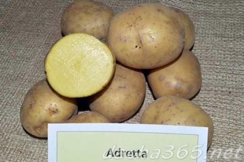 Лучшие сорта картофеля для сибири. Лучшие сорта картофеля для Западной Сибири: топ-10