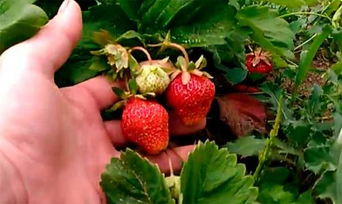 Необычные сорта клубники. Лучшие сорта клубники с фотографиями и описание