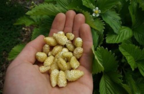 Земляника Белая сорта. Земляника с белыми ягодами: пять самых лучших сортов