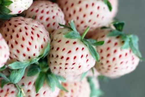 Земляника Белая сорта. Земляника с белыми ягодами: пять самых лучших сортов